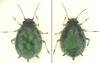 Aphis serpylli